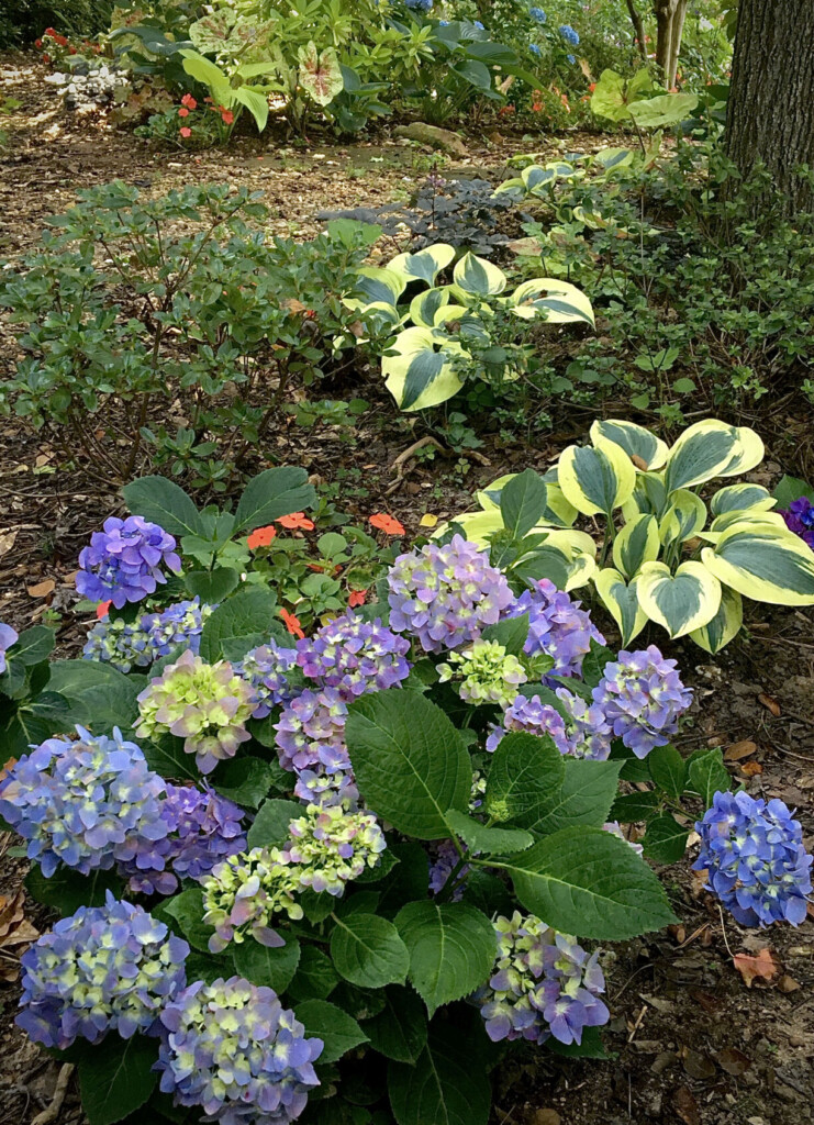 On Gardening: Let’s Dance Sky View Is 2024 ‘hydrangea Of The Year’