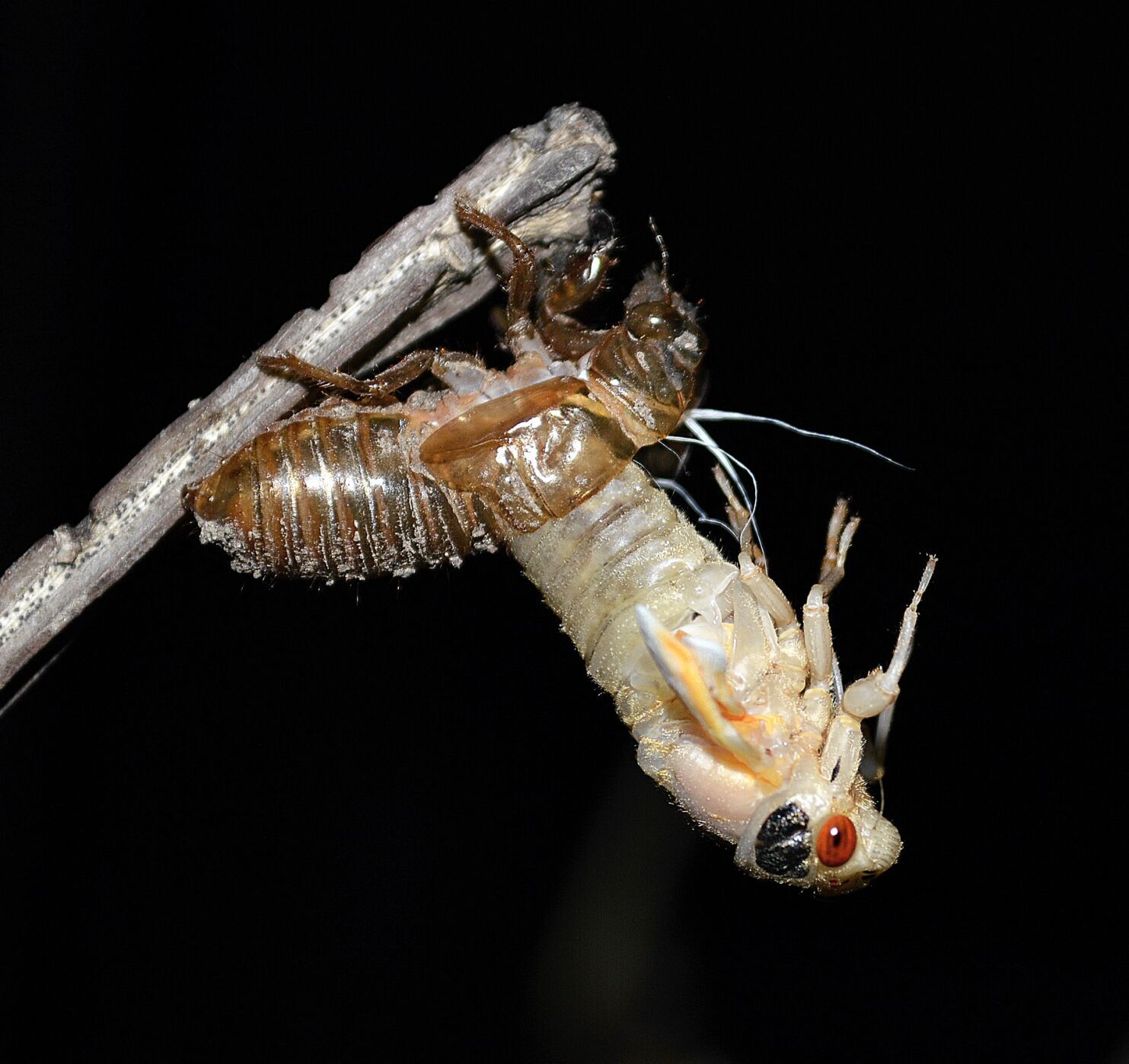 <p><span><span><span>Once out in the world, adult cicadas ditch their nymphal skin. The skin splits and the cicada comes out — head first, then back. Once they pull their abdomen free, they are white in color. It takes about an hour and a half for cicadas to transform to black with red eyes.</span></span></span></p>