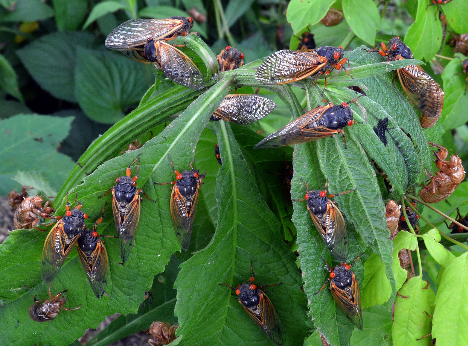 <p>Cicadas are harmless to flowers, shrubs, and older mature trees, but tender, young trees can suffer damage when female cicadas lay their eggs on branches. </p>
