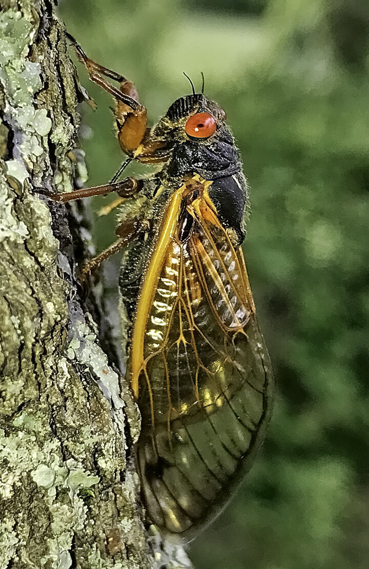 <p dir="ltr">Periodical cicadas spend most of their lives underground, unearthing every 13 or 17 years when soil temperatures hit 64 degrees to mate and lay eggs — marking the start of a new generation of that particular brood.</p>