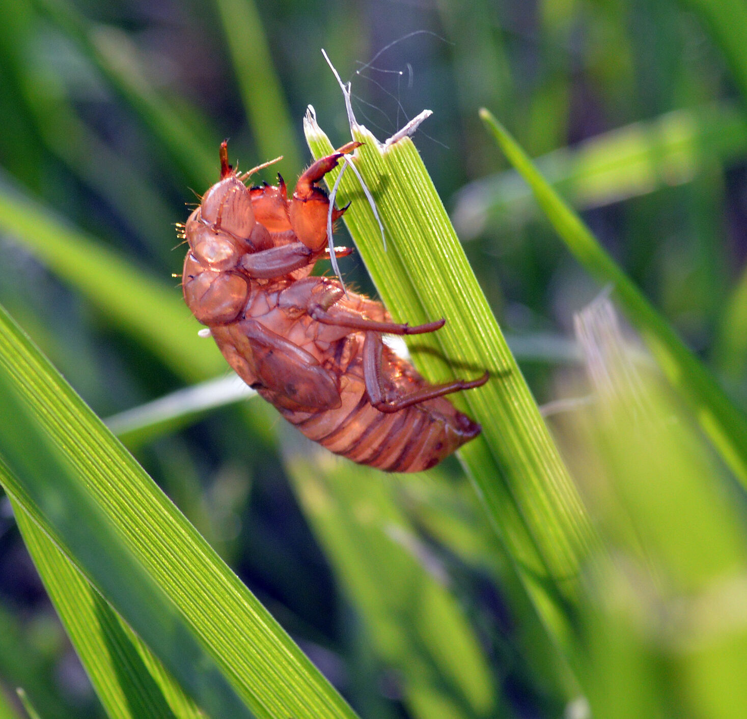 <p><span>When cicadas emerge from the ground, one of the first orders of business is shedding their exoskeletons, leaving behind insect skin, or shell, when they become adults. </span></p>