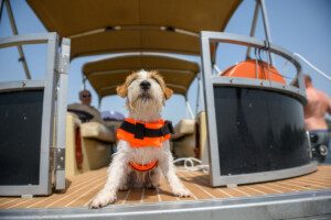 Beat The Heat: Pet Friendly Coolcation Ideas For Summer