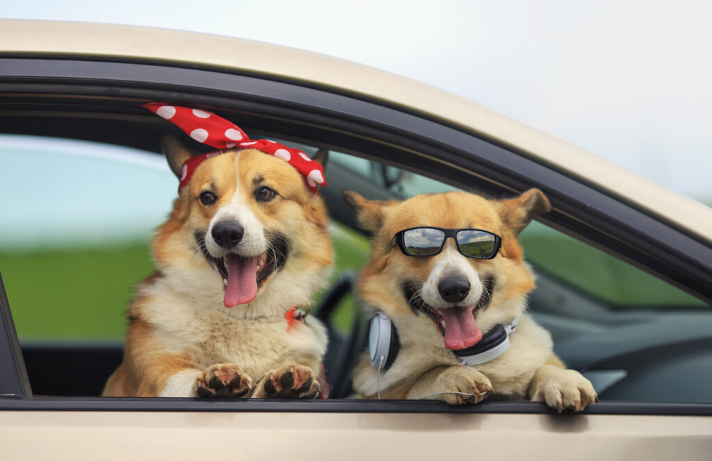Moving With Pets Just Got Easier!