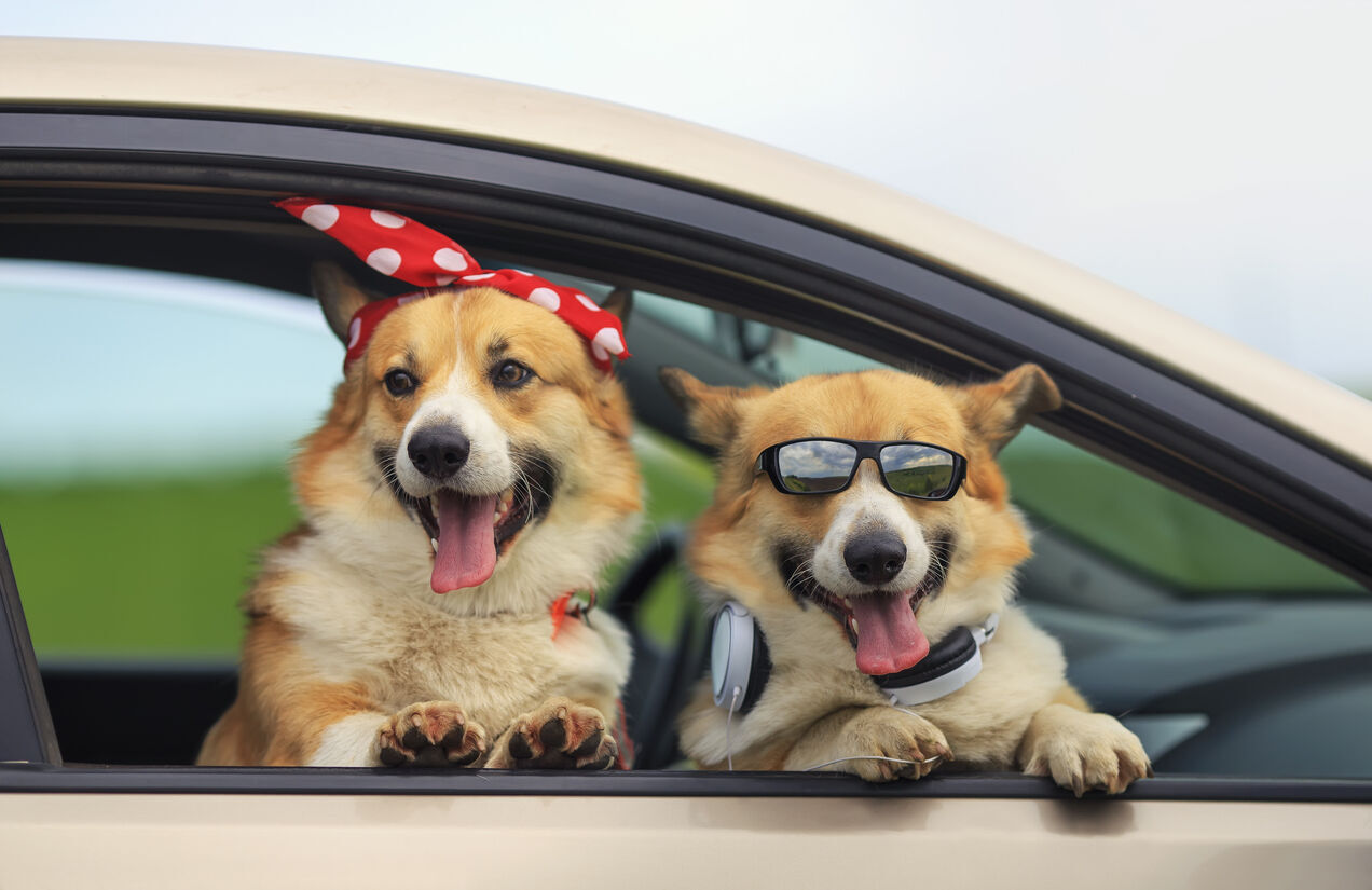 Moving With Pets Just Got Easier!