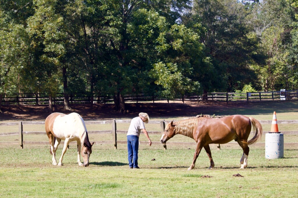 How Horses Can Soothe The Soul And Help Your Mental Health