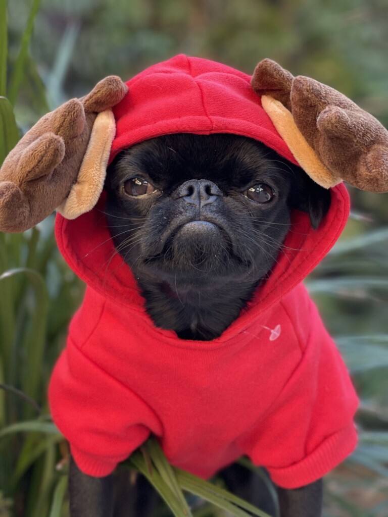 2024 Holiday Gift Guide For Pets