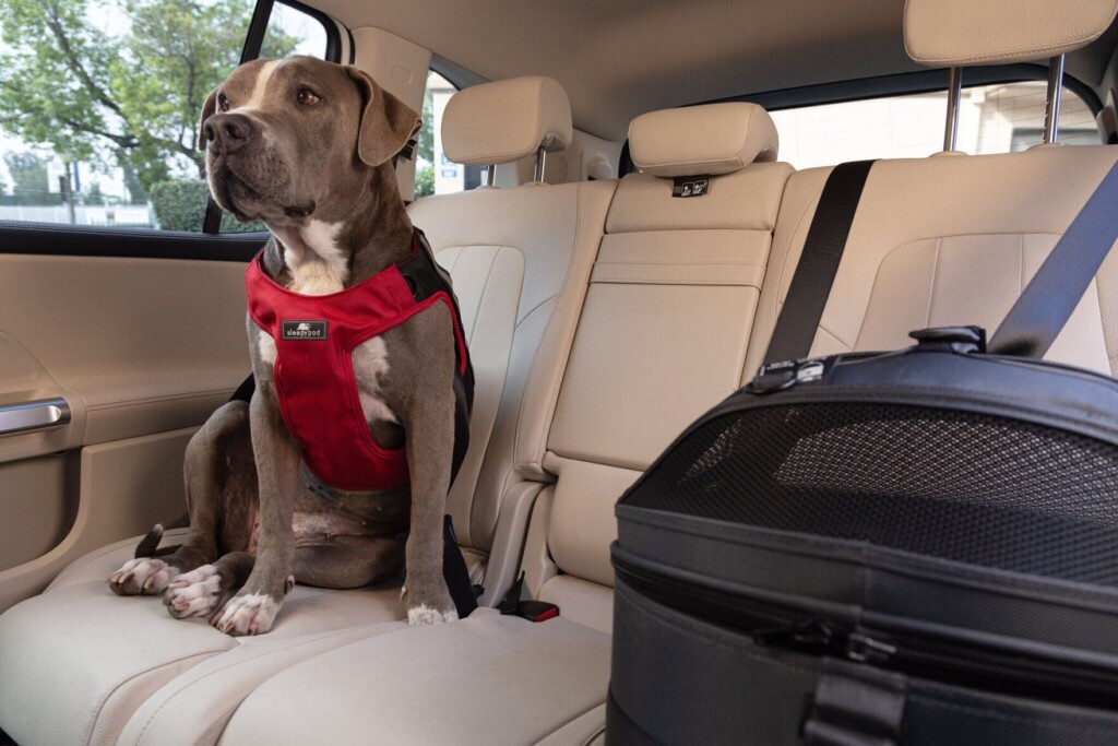 Car Travel Essentials For New Pet Parents