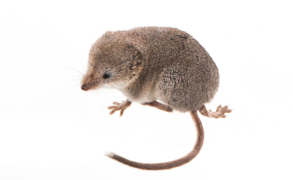 Elusive Californian Mammal Captured On Camera For First Time Ever