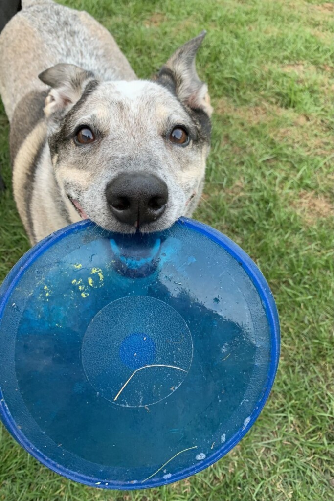 Top 10 Pet Poisons Of 2024