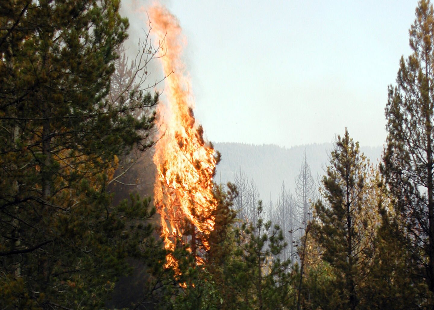 Waste Of The Day: La Firefighter Gets $600,000 In Overtime
