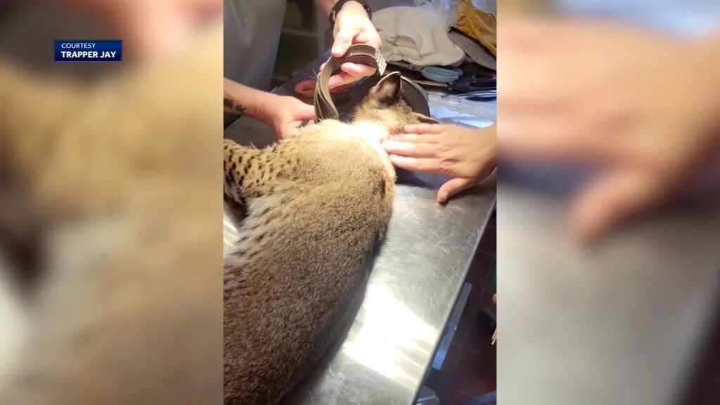 Neighbors Work To Save Bobcat Found With Large Plastic Tubing Around Its Neck