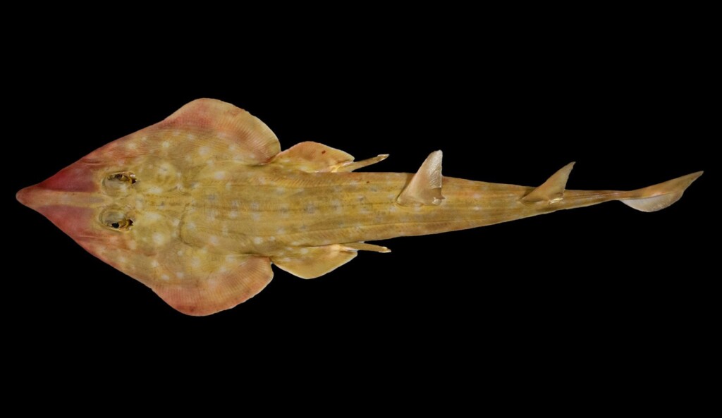 Ambitious Effort To Document Marine Life Reveals 866 New Species And Counting