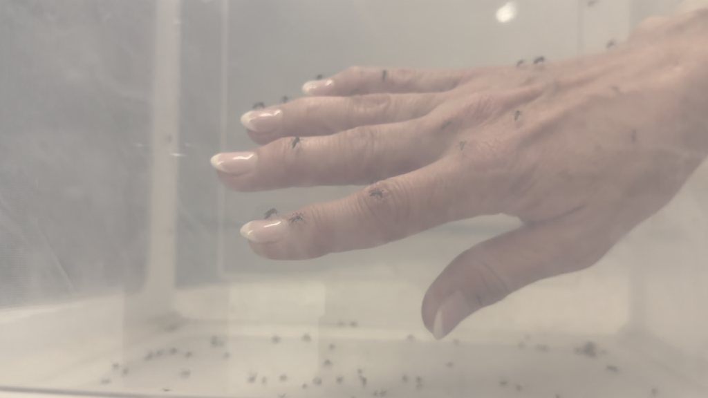 Fight The Bite: Lee County Mosquito Control Sterilizing Male Mosquitoes