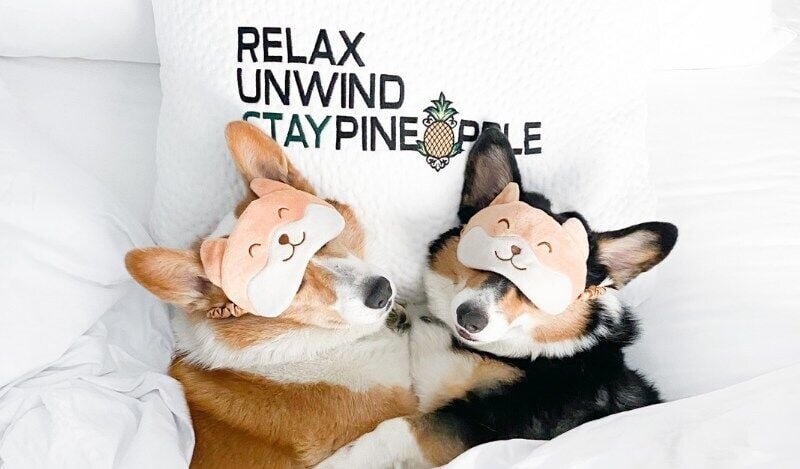 Staypineapple Introduces New Pet Wellness Program With Zoundz And Veg Er For Pets