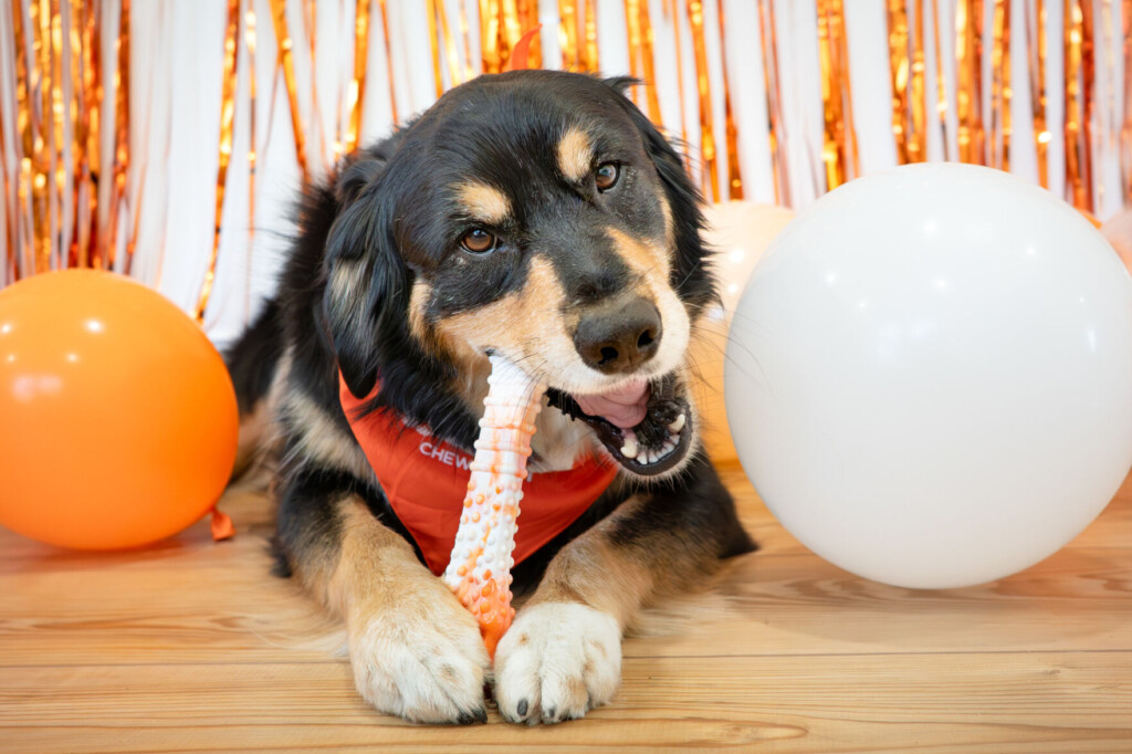 Back To School Season Can Be Ruff On Pets