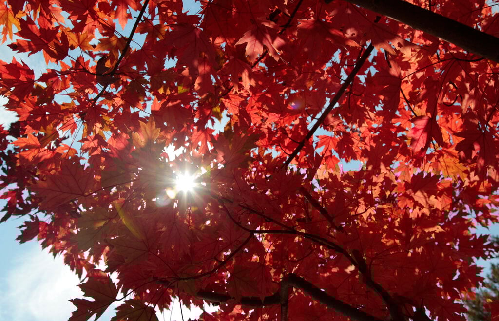 Drought Has Muted This Year’s Leaf Peeping Season