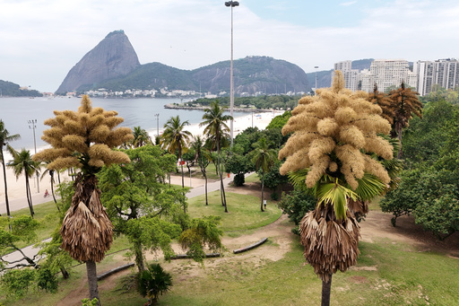 Decades Old Palm Trees In Rio De Janeiro Flower For The First — And Only — Time