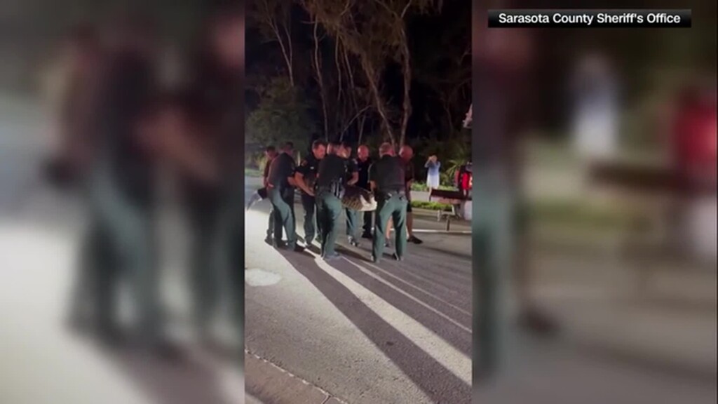 Video: Florida Deputies Wrangle 14 Foot, 600 Pound Alligator Blocking Roadway