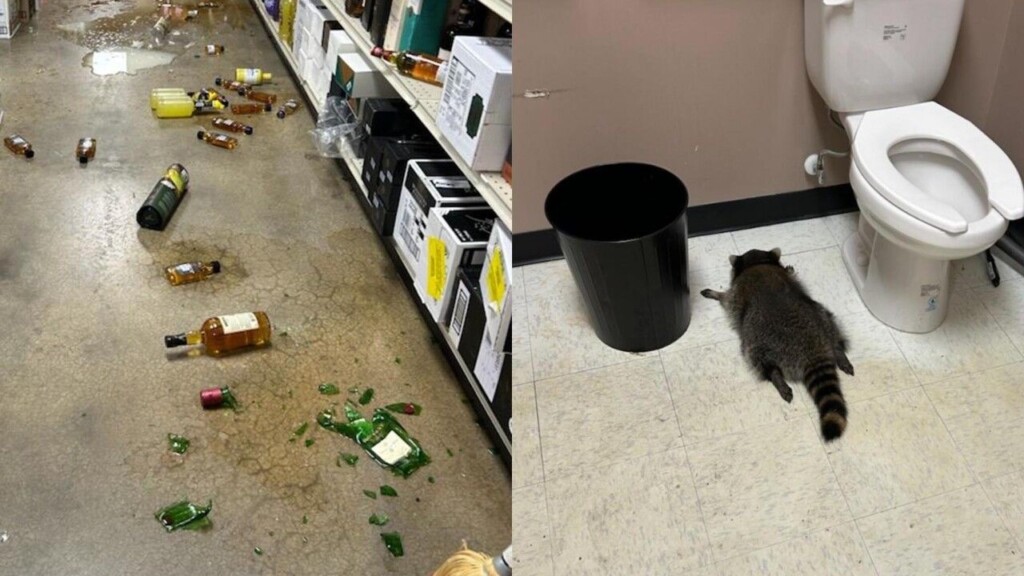 A Raccoon Ransacked A Liquor Store, Got Drunk, Then Passed Out In The Bathroom