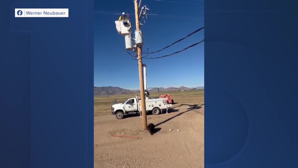 Lineman Works To Rescue Bear Who Climbed A Utility Pole
