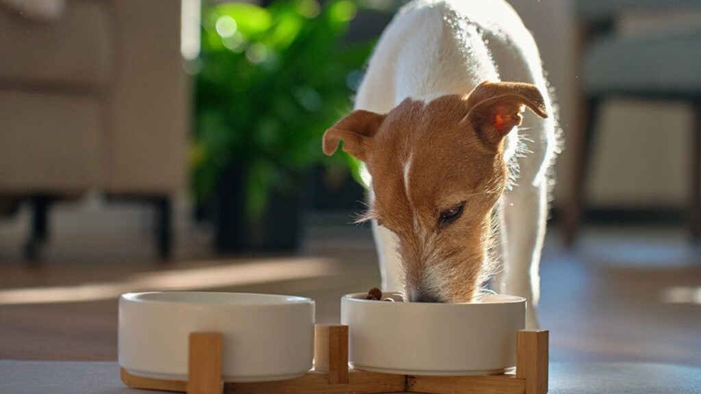 The Ultimate Guide To Pet Food Safety