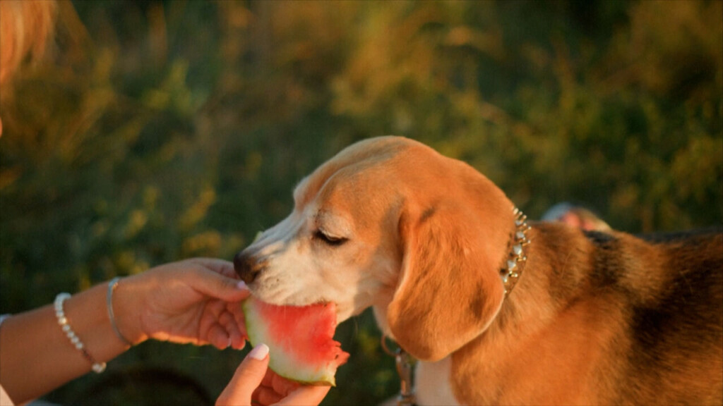 Preparing Pets For Fireworks