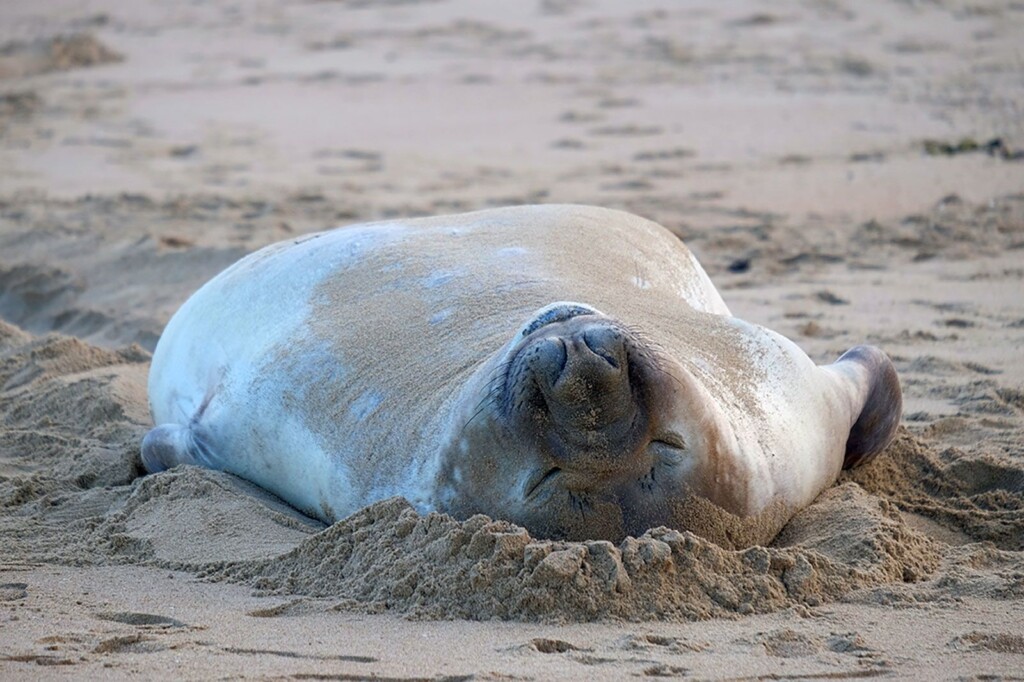 This Chaotic 2,000 Pound Seal Has Returned To Sea – But Leaves Behind A Conundrum