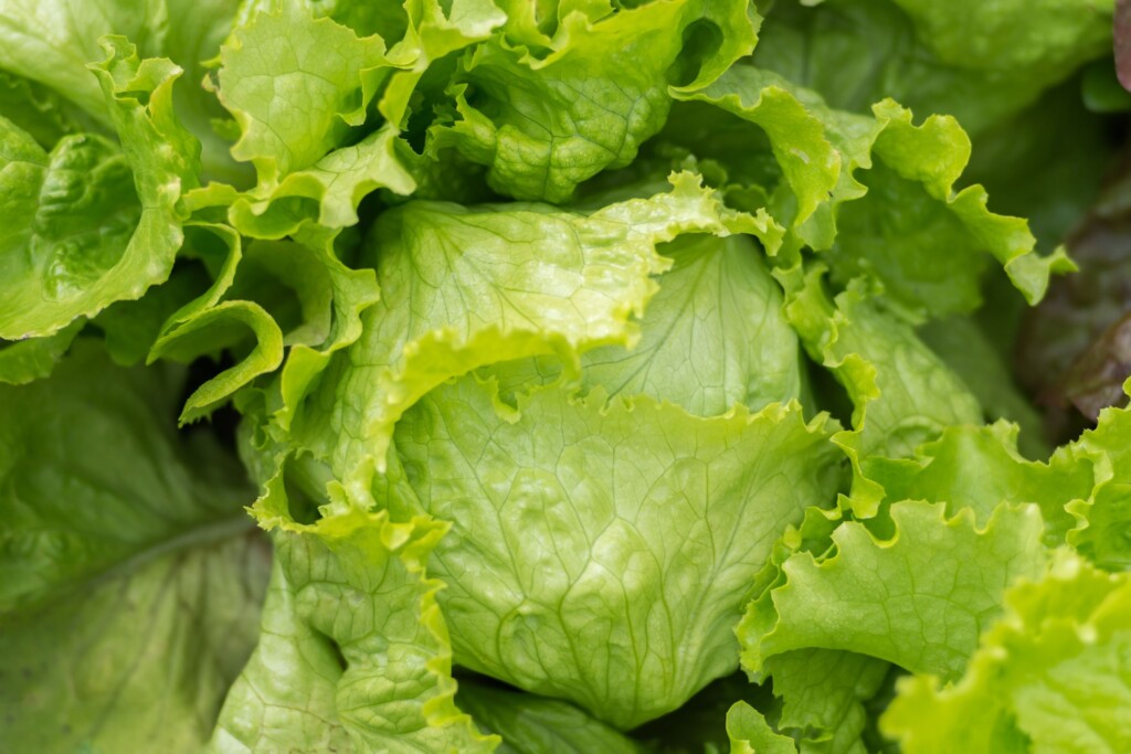 Iceberg Lettuce Recalled In 27 States Due To Potential Cyclospora Contamination