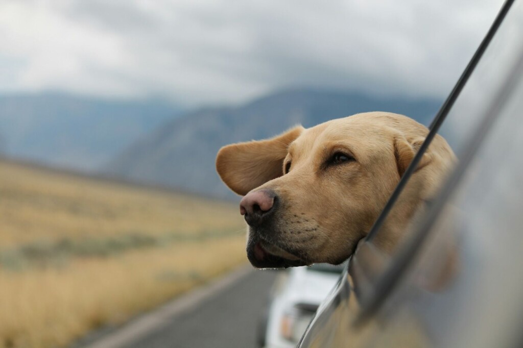 How Pet Owners Plan Trips Around Their Pets