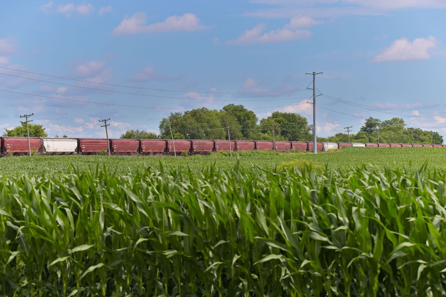 <p>Locomotives haul a long line of grain hopper cars toward the Primient grain elevator in Heyworth, Illinois, June 30, 2025.</p>
