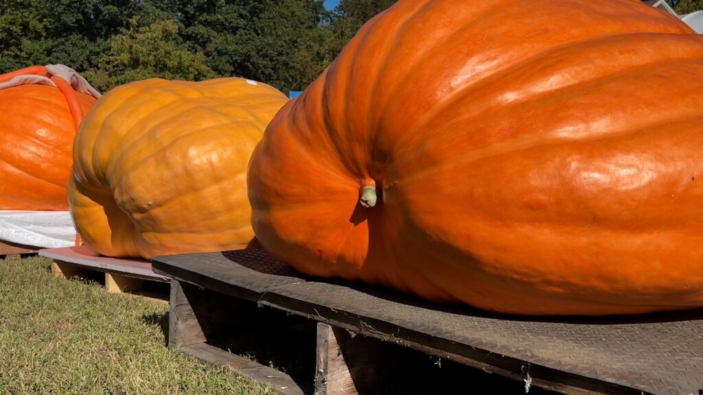 Annual Giant Pumpkin Weigh In Draws Competitors From Across The Region