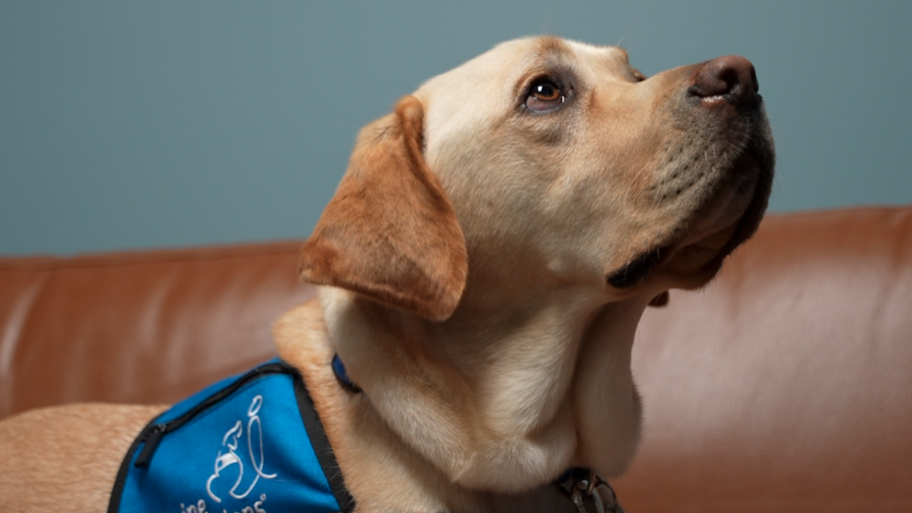 Clermont County Prosecutor’s Office Introduces Germaine, A Facility Dog Joining The Victim Assistance Program