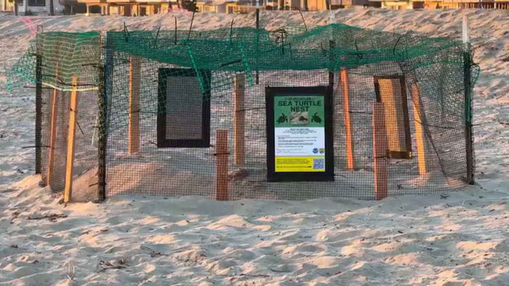 Sea Turtle Lays Eggs On Southern California Beach For First Time, Wildlife Experts Believe