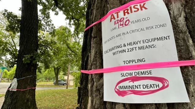 Neighbors Rally To Save Historic Trees In St. Louis Park Amid Reconstruction Project