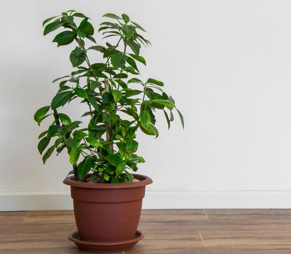 For Your Plants’ Sake, Go Easy On Ice Melting Salt