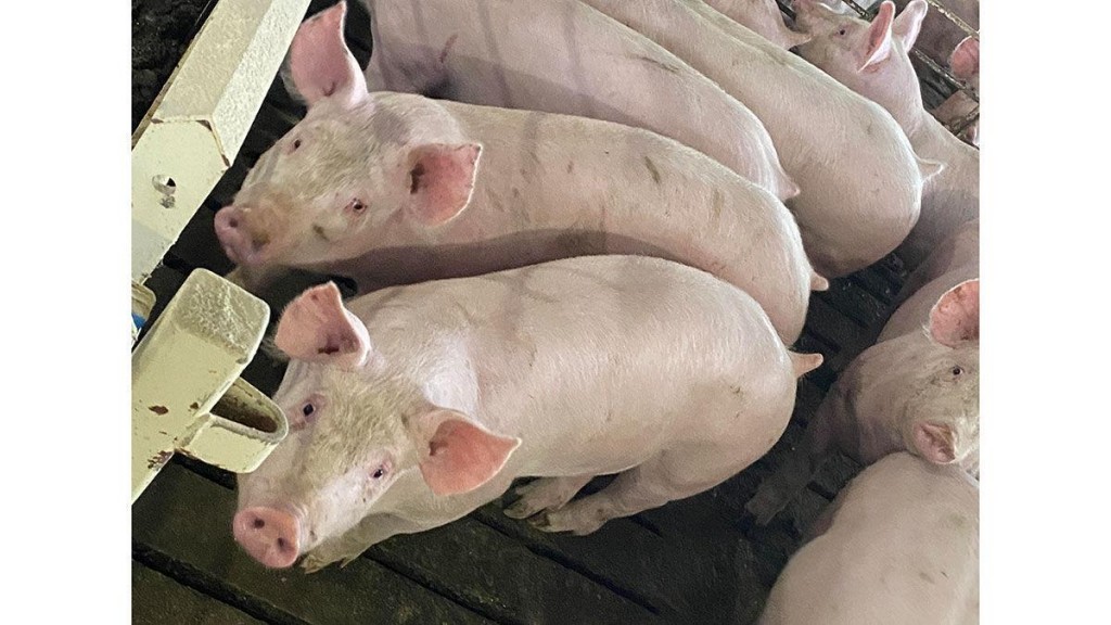 Lessons Learned From Covid 19 Apply To Fmd