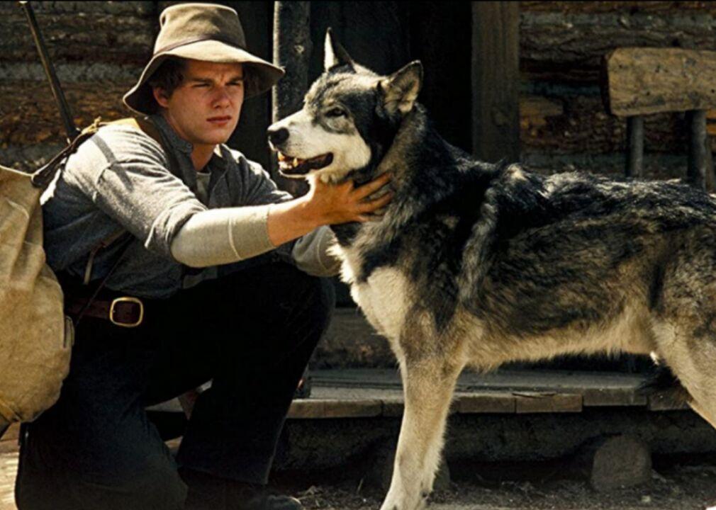 An 8 Year Old Border Collie Named Lulu Is Inheriting A $5 Million Trust