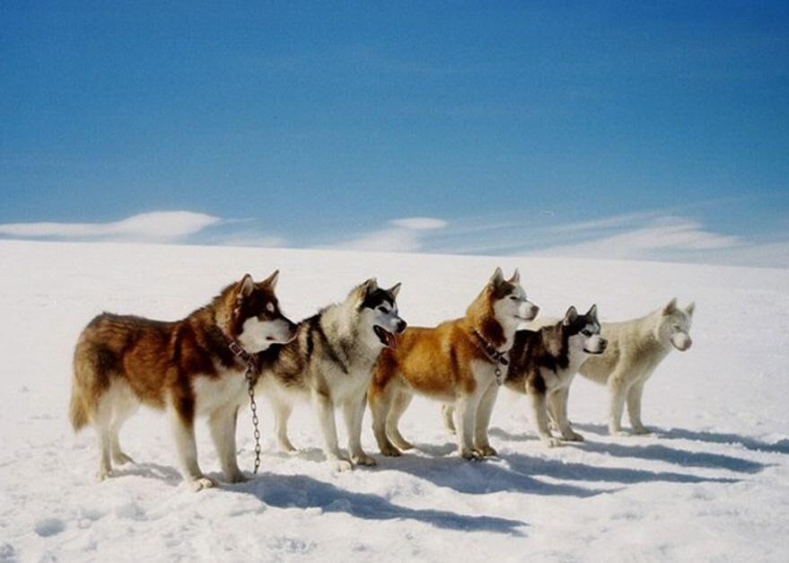 An 8 Year Old Border Collie Named Lulu Is Inheriting A $5 Million Trust