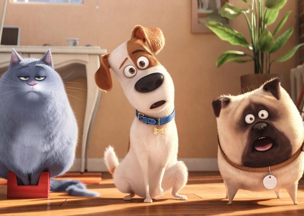 An 8 Year Old Border Collie Named Lulu Is Inheriting A $5 Million Trust