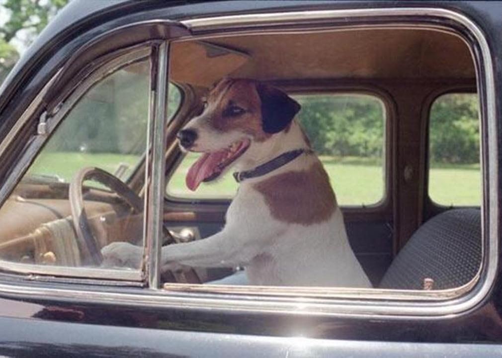 An 8 Year Old Border Collie Named Lulu Is Inheriting A $5 Million Trust