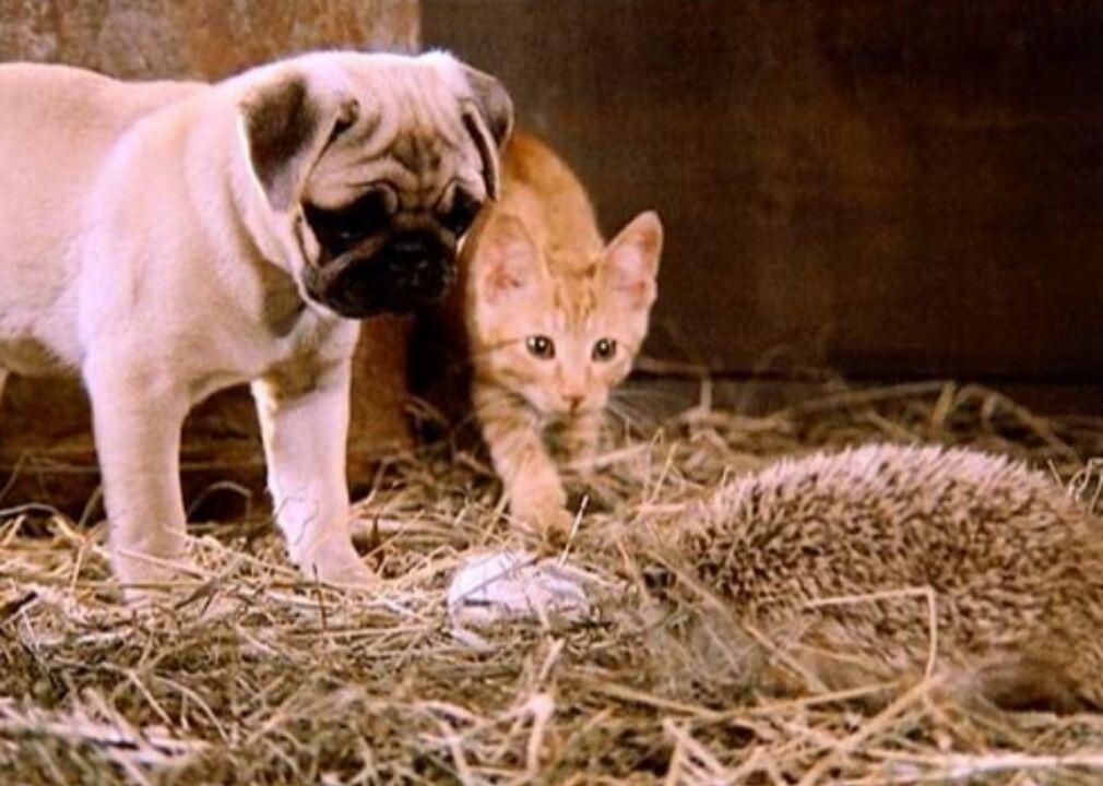 An 8 Year Old Border Collie Named Lulu Is Inheriting A $5 Million Trust