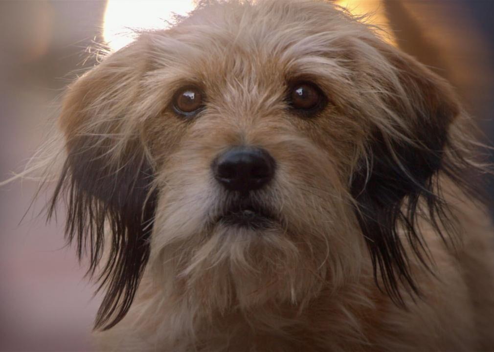 An 8 Year Old Border Collie Named Lulu Is Inheriting A $5 Million Trust