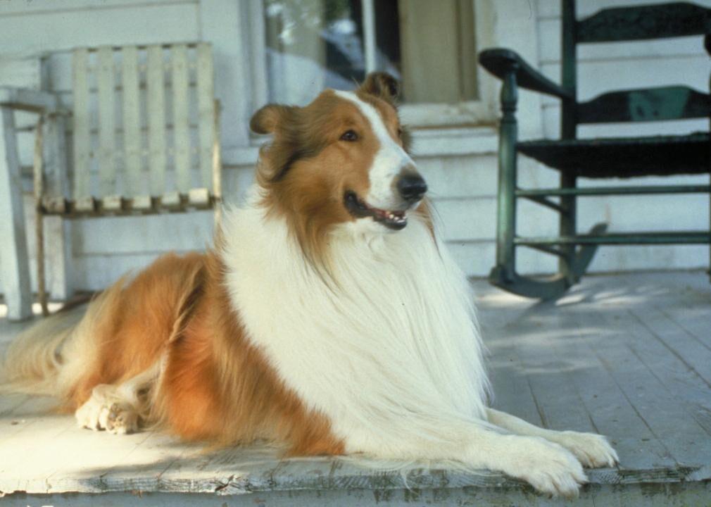 An 8 Year Old Border Collie Named Lulu Is Inheriting A $5 Million Trust