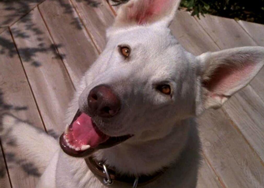 An 8 Year Old Border Collie Named Lulu Is Inheriting A $5 Million Trust