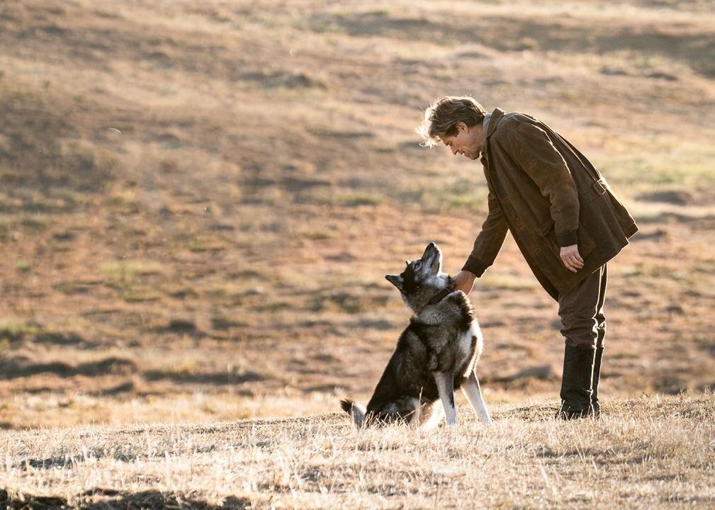 An 8 Year Old Border Collie Named Lulu Is Inheriting A $5 Million Trust