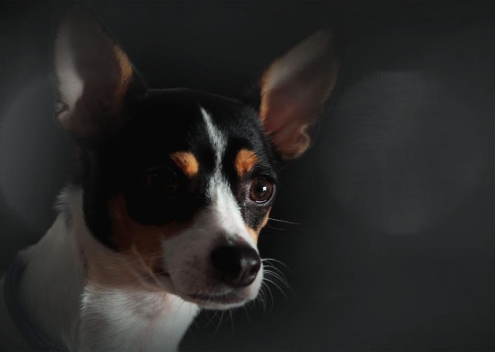 An 8 Year Old Border Collie Named Lulu Is Inheriting A $5 Million Trust