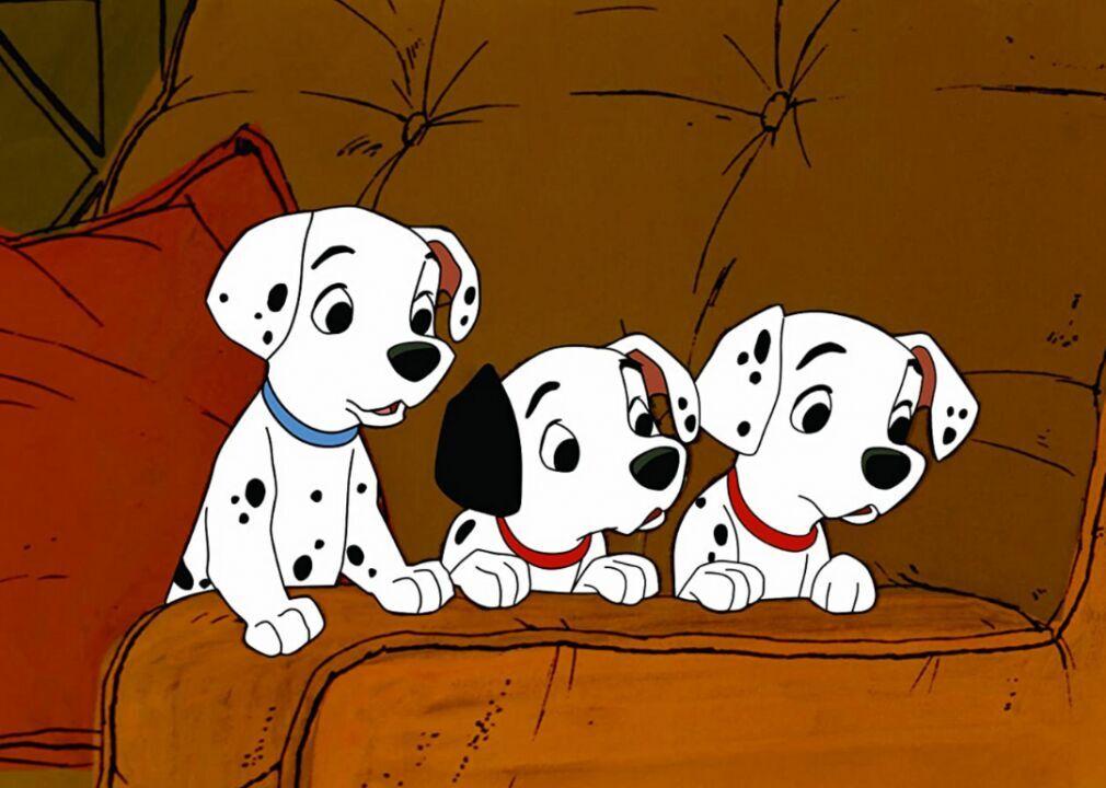 An 8 Year Old Border Collie Named Lulu Is Inheriting A $5 Million Trust