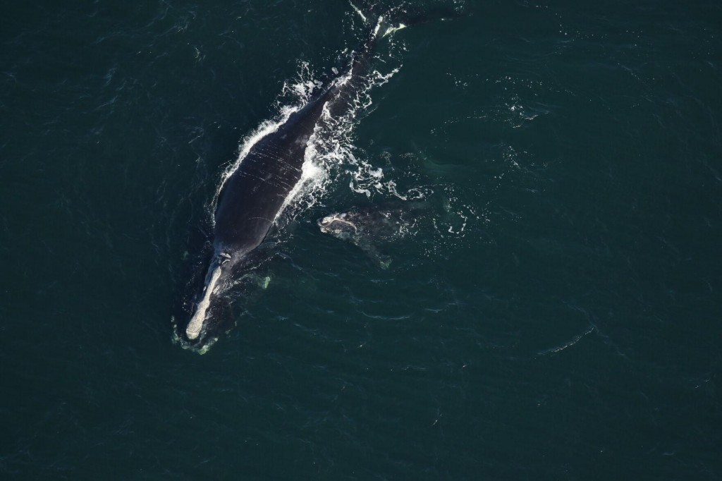 Rules Planned To Save Right Whales Loom Over Lobster Fishers
