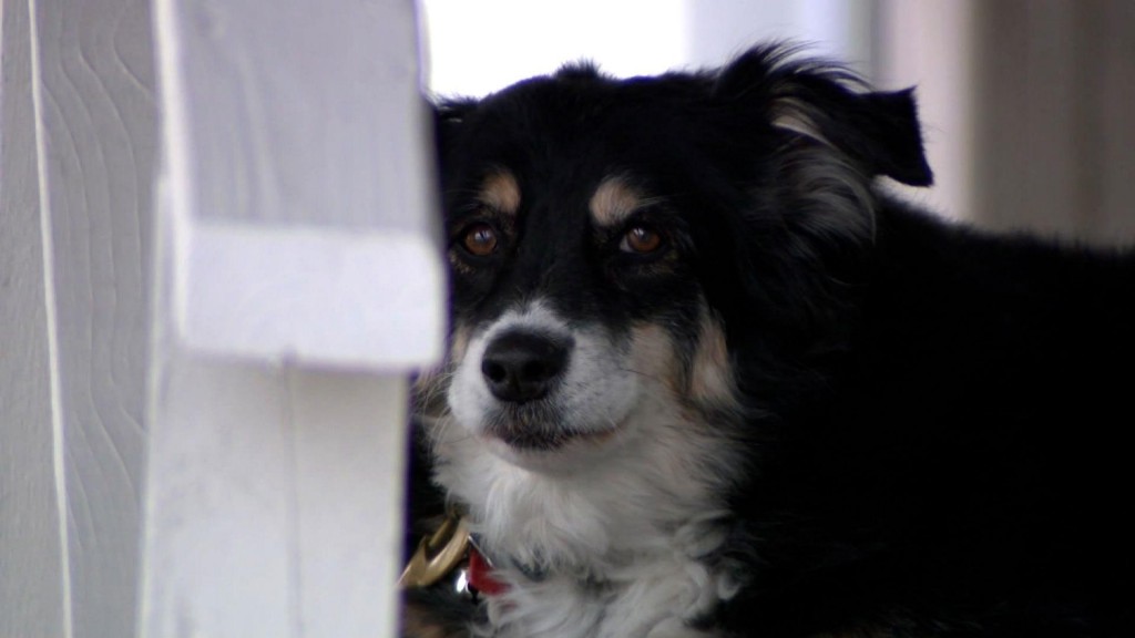 An 8 Year Old Border Collie Named Lulu Is Inheriting A $5 Million Trust