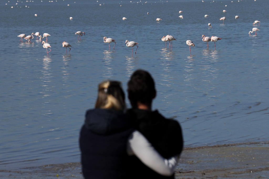Cyprus Activists: Hunters’ Lead Pellets Threaten Flamingos